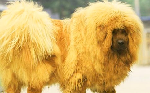 《摇滚藏獒》观后感