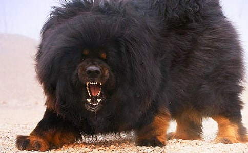 读“藏獒”有感(15篇)