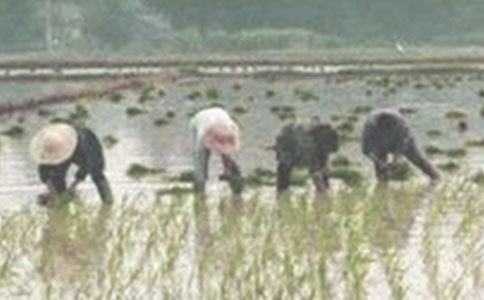 ���������Сѧ������