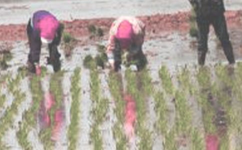 ����400�����꼶���ģ���ѡ40ƪ��