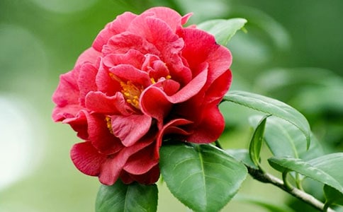 ��дɽ�軨������500�֣���ѡ16ƪ��