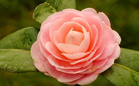 �軨�ø���ԭ��