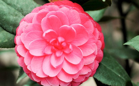 ɽ�軨����