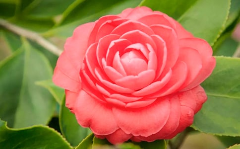 我爱山茶花作文