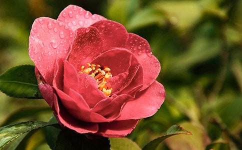 山茶花作文300字三年级下册(精选79篇)