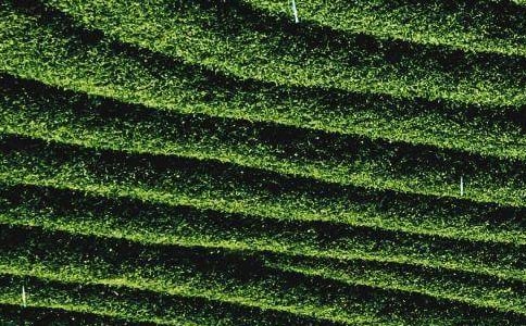 ��Ҷ��������