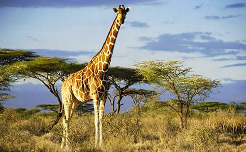 ��������̰�����¹