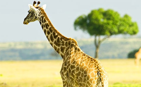 知错就改的长颈鹿作文250字