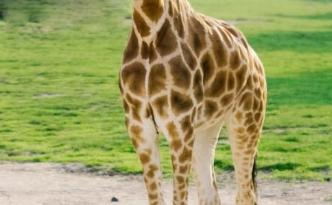 ���ɰ��ĳ���¹������̰�