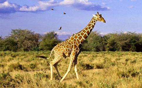 中班美术教案:有趣的长颈鹿_中班艺术教案