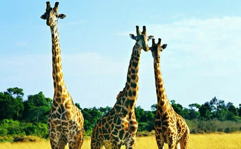 �����������¹�̰�(13ƪ)