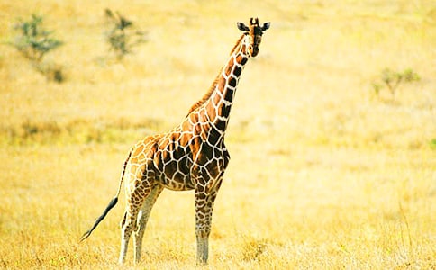 ��������̰������Ϳɰ��ĳ���¹�̰�����ѧ��˼