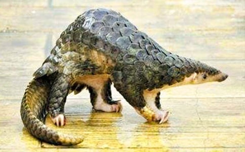 �ɳԴ�ɽ�׵��ߴ�����700������