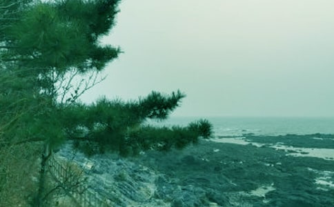 春风又绿江南岸小学生作文