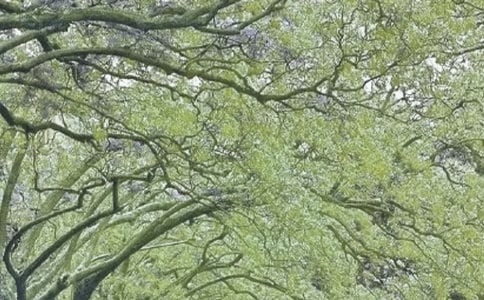 春风带我去散步作文(精选20篇)