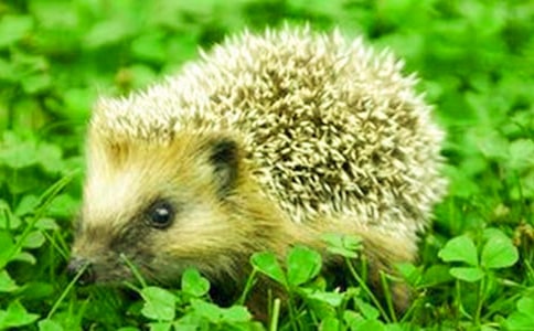 �ռǣ�Сɽ���С���_650��