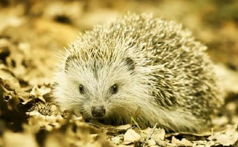 С�������