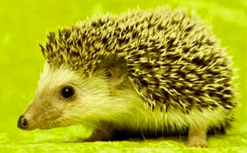 �¸ҵ�С���ͯ������