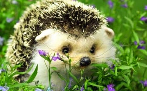 ����ѡ��С�������300��4ƪ