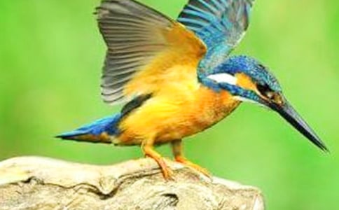 《翠鸟》教案(通用7篇)