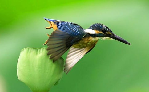 仿照《翠鸟》写一种鸟啄木鸟作文(精选60篇)