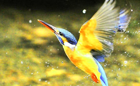 北师大版小学语文第五册《翠鸟》教案1