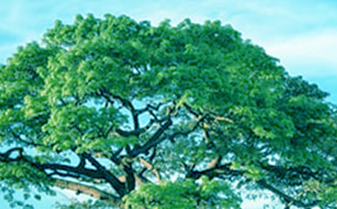 科学课《我的大树》优秀教学反思