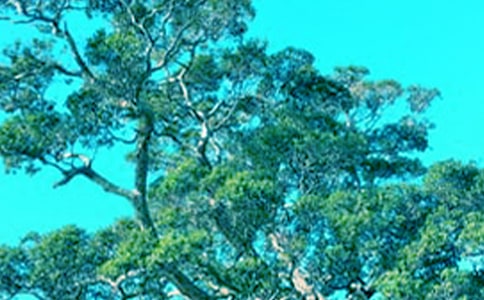 С�����������̰�