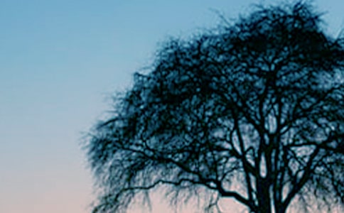 大树与小草作文600字(精选25篇)