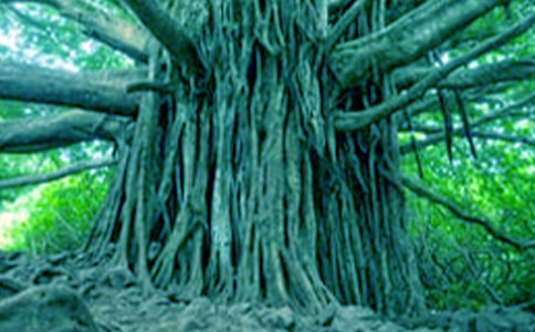 《一棵大树》第1课时教案