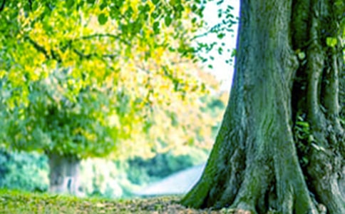 小班美术教案《大树》11篇