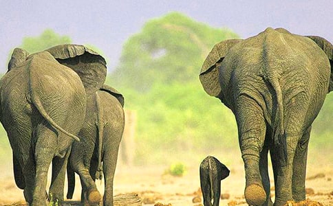 大象版六年级科学下册教案第三单元养好小金鱼