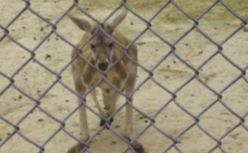 《袋鼠妈妈》小班体育教案