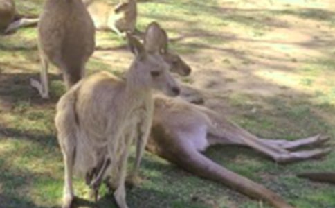 袋鼠的作文(优秀)