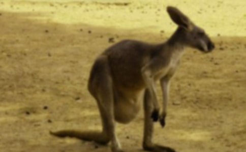 (优选)袋鼠的作文15篇