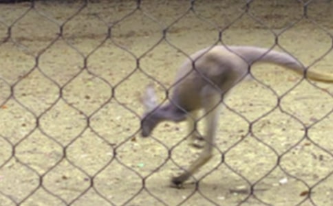 幼儿中班体育游戏教案《小袋鼠碰果子》