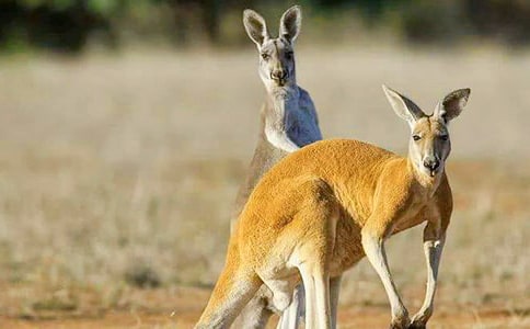 С����ʹ����800��-״������