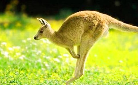 ��������̰���С�������