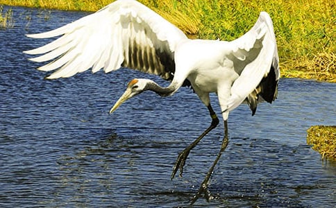 �ι۵����ױ�����