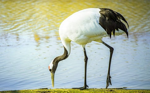 游丹顶鹤自然保护区