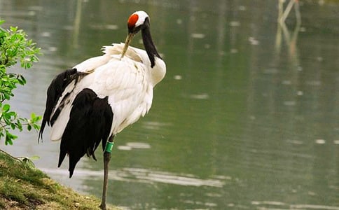 �����ĵ���������