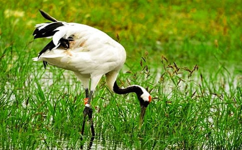 美丽的丹顶鹤教案