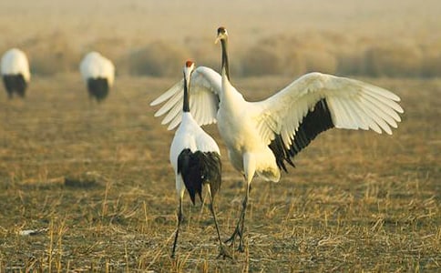 ��ȸ�͵�����ͯ������