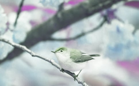 �۲춯ֲ������ķ���