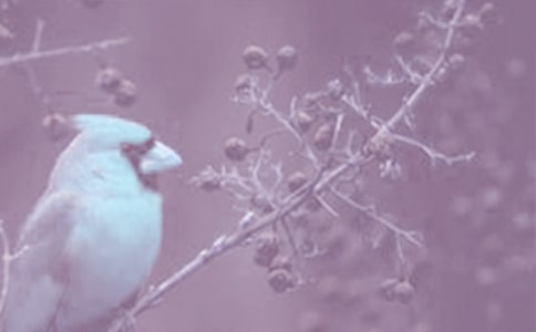 ��ֲ��۲�����5ƪ