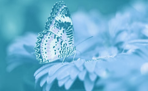 观察动植物的启示作文