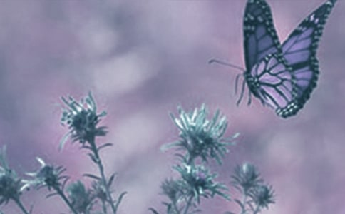 世界野生动植物日活动方案(精选5篇)