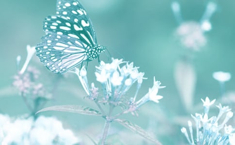 动植物生长观察作文(通用37篇)