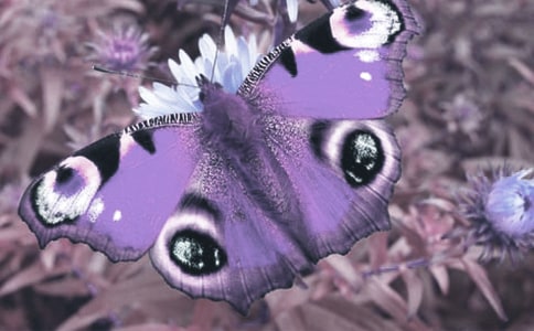 �۲춯ֲ������