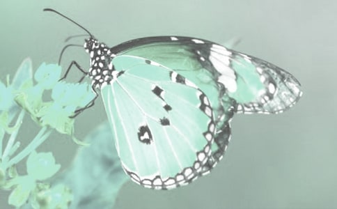 �а���������Ķ�ֲ��̰�